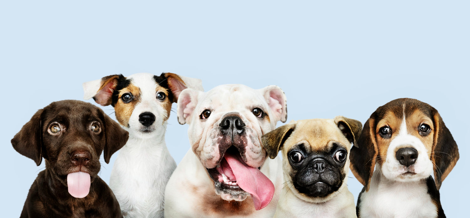Enhance Your Furry Friend's Life